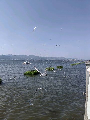 动态图片