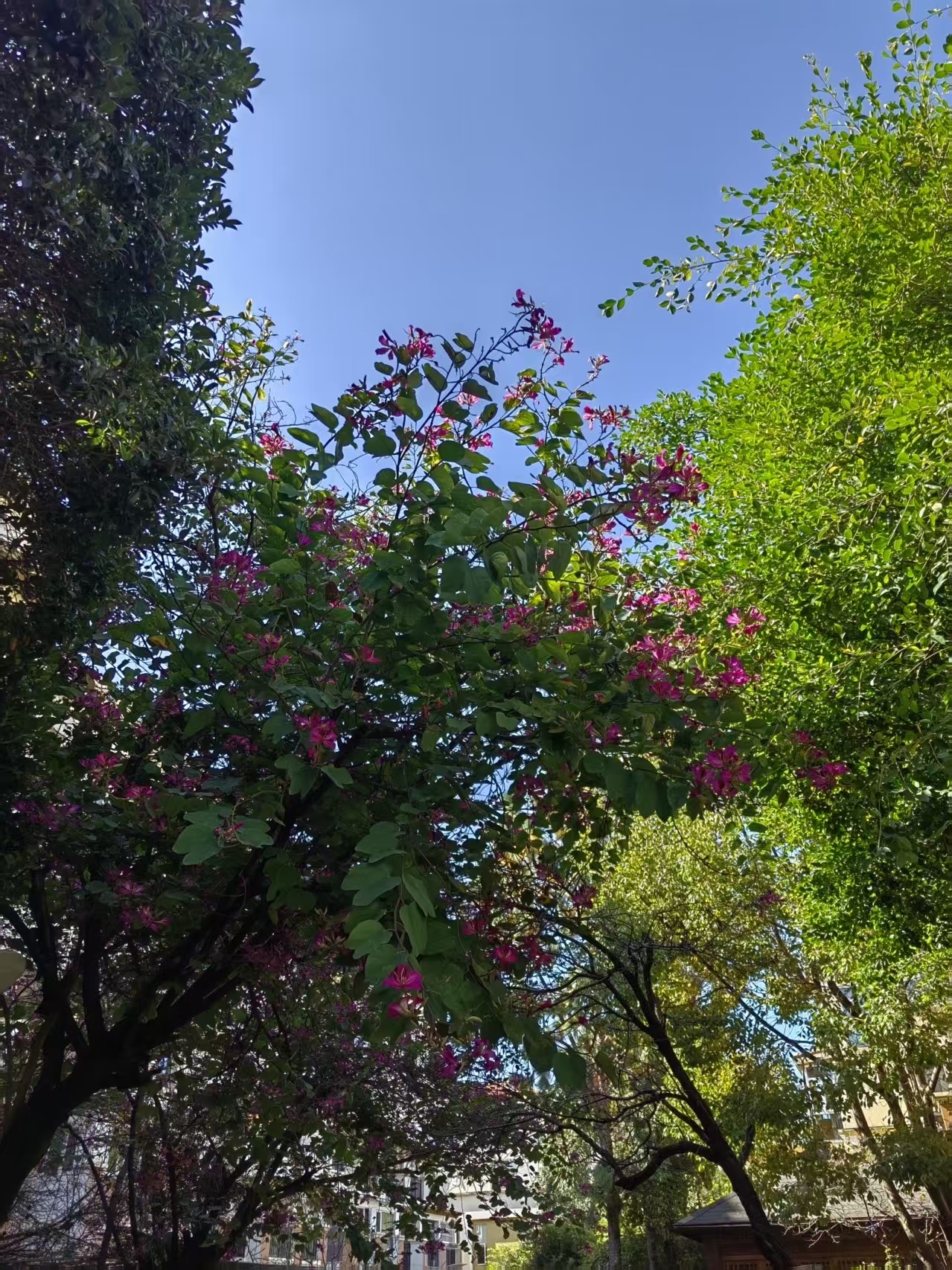 动态图片