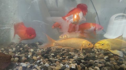 动态图片